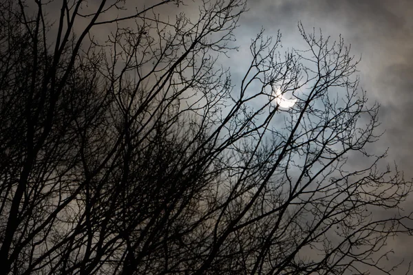 Sun eclipse and winter tree branches with cloudy sky — Stock Photo, Image