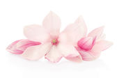 Magnolia, růžová jarní květiny a poupata skupina