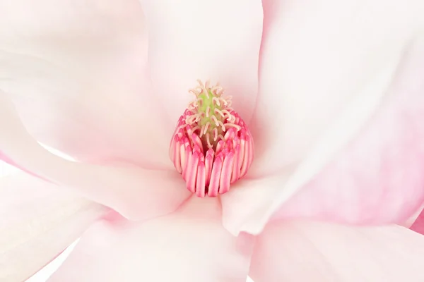 Magnolia, macro fleur rose — Photo