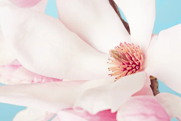 Magnolia, macro fleur printemps rose avec ciel bleu — Photo