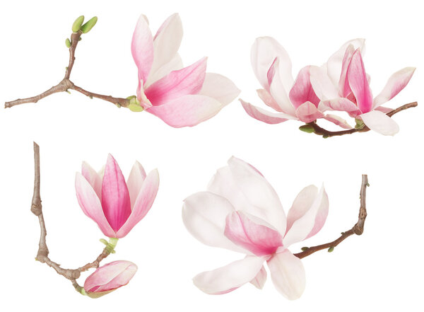 Розовый цветок Magnolia из весенней коллекции
