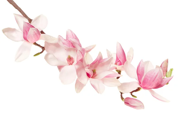 Magnolia pink flower, spring branch on white — Stock Photo, Image