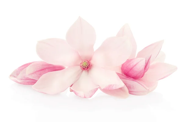 Manolya, pembe bahar çiçekleri ve tomurcukları grubu — Stok fotoğraf