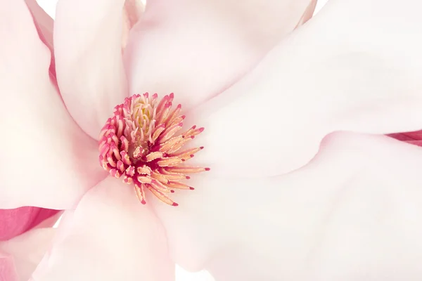 Магнолия, розовый весенний цветок — стоковое фото