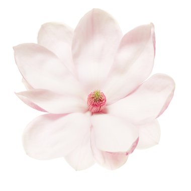 Magnolia pink and white flower on white