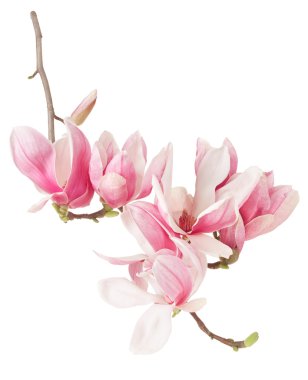 Magnolia, spring pink flower branch and buds on white