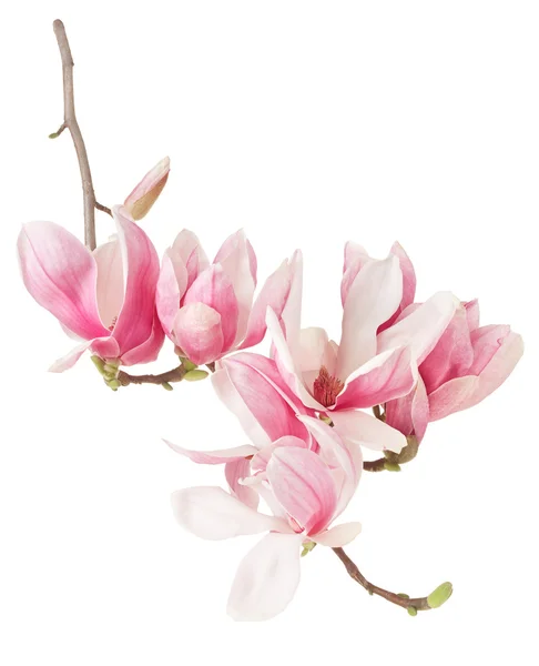 Magnolia, spring pink flower branch and buds on white