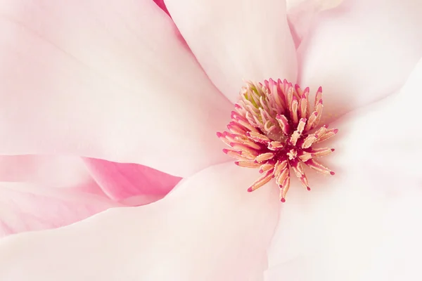 Magnolia, rose printemps fleur macro fond — Photo