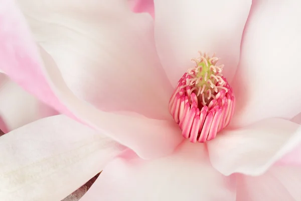 Manolya, pembe bahar çiçek makro — Stok fotoğraf