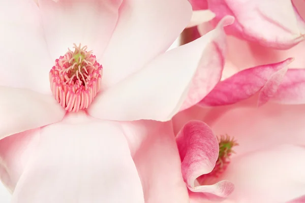 Magnolia, fleurs printanières roses et blanches macro — Photo