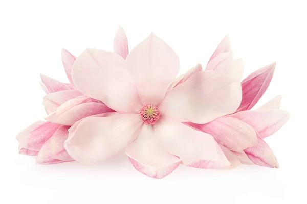 Magnolia, roze Lentebloemen en toppen op wit — Stockfoto