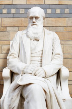 Charles Darwin beyaz mermer heykel Londra doğa tarihi Müzesi'nde