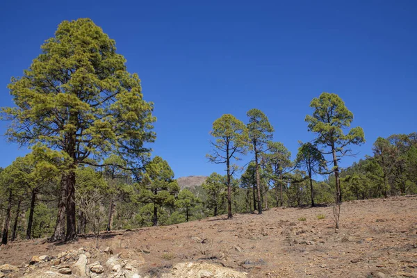 Lush forest of Pinus Canariensis trees, an endemic coniferous plan highly tolerant to weather changes and high altitudes, subtropical pine growing in the arid volcanic landscape of the Canary Islands