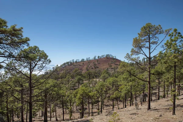 火山地帯を覆う針葉樹林であるカナリア諸島の常緑樹であるピノス カナリエンシス Pinus Canariensis を標高の高いテネリフェ島のテイデ国立公園でハイキング — ストック写真