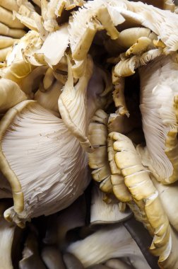 Taze toplanmış istiridye mantarları ya da Pleurotus ostreatus, yenilebilir mantar besinlerle dolu, hafif ama dünyevi tadı ile popüler, hazırlanması kolay ve domuz etinin yerine harika bir şey olarak kabul ediliyor.