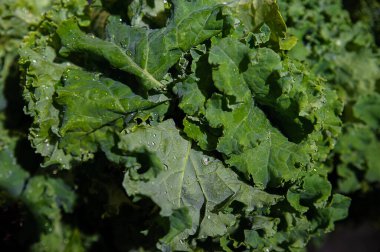 Bunch of curly kale leaves at the Farmer's Market with water droplets and selective focus on the crisp leaves, superfood raw produce packed with nutrition, a delicious ingredient for a vegetarian meal clipart