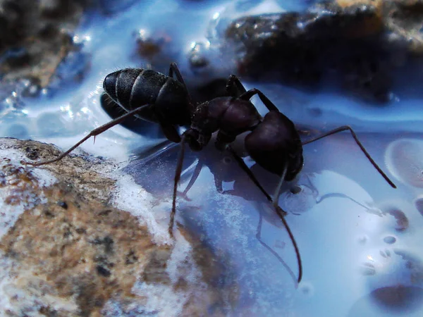 Semut Kayu Besar Dengan Antena Panjang Menjelajahi Permukaan Putih Susu — Stok Foto