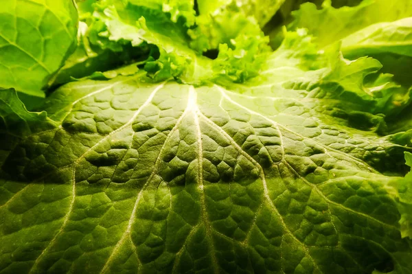 Horizontale Aufnahme Eines Einzelnen Salatblattes Mit Sehr Detailliertem Muster Mit — Stockfoto