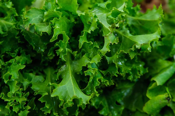 Knuspriger Salat Oder Lactuca Sativa Blattgemüse Das Weithin Angebaut Und — Stockfoto
