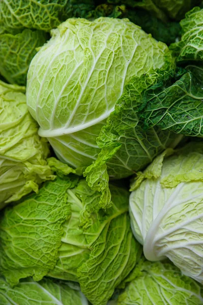 Wrinkled Tender Savoy Cabbage Heads Farmer Market European Variety Brassica — Stock Photo, Image