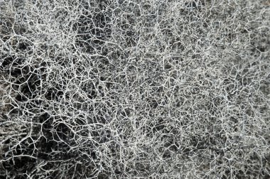 Euphorbia bitkisinin yıpranmış dalları, adanın kurak bölgelerinde yetişen yaygın bir savurganlık, kuru dikenlerin, sapların ve dalların soyut yakın çekimi, Tenerife, Kanarya Adaları, İspanya