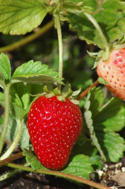 Asma üzümlü ev yapımı sulu çilekler farklı olgunluk aşamalarını gösteriyor, meyve ve sebze bahçesinin bir parçası, kendi kendine yeten tarım hasadı üzerinde kontrolü sağlıyor ve daha besleyici ürünler sağlıyor.