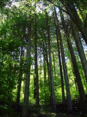 Koyu yeşil bir ormanın girişindeki uzun ve görkemli ağaçlar. Kayın ağaçları ya da Fagus silvatica kıtasal ya da ılıman iklimlerde, yükselen ağaçları ve yoğun yaprakları olan güzel vahşi ormanlık alanlarda bulunur.