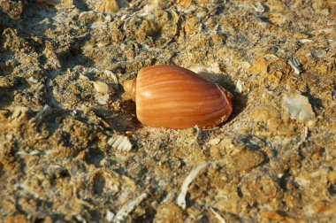 Alfabe külahı, Portekiz 'in Algarve kıyısında bulunan taşlaşmış ve pürüzlü bir dokuya sahip fosilleşmiş kabuklu sarı bir kireç taşına karşı izole edilmiştir; yaz tatili veya deniz yaşamı kavramı