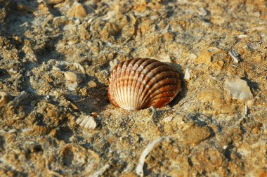 Bir kireç taşı fosilinin üzerinde duran bir midye kabuğu, Portekiz 'in Algarve plajlarından birinde Atlantik tarafından yıkanan sayısız radyal ve eşit aralıklı kaburgaları olan küçük kahverengi bir yumuşakça.
