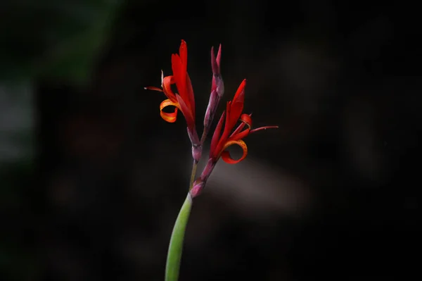 Flor Perene Canna Indica Vermelho Laranja Comumente Conhecida Como Araruta — Fotografia de Stock