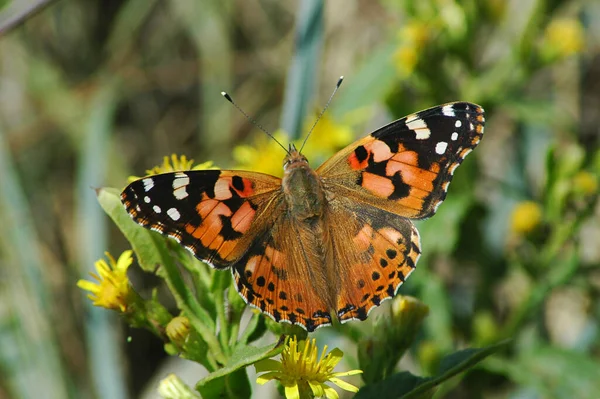 Señora Pintada Mariposa Vanessa Cardui Insecto Migrante Larga Distancia Gran Fotos de stock