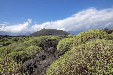Kanarya bitkisi olan öforbi ve çorak toprakları kaplayan sulu bitkiler veya Montana Grande 'yi çevreleyen Malpais de Guimar, Puertito de Guimar, Tenerife, Kanarya Adaları, İspanya yakınlarındaki volkanik bir koni.