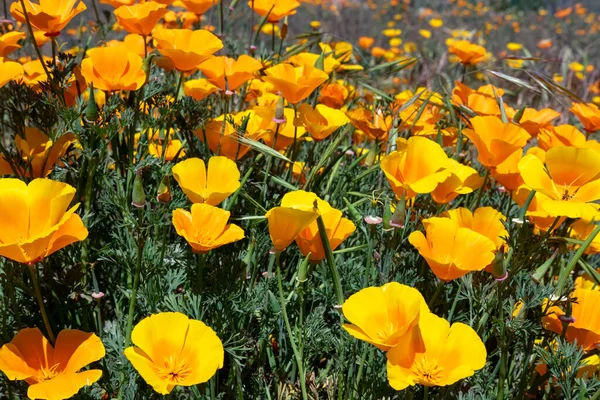 Kalifornischer Mohn Oder Eschscholzia Californica Lebhafte Leuchtend Goldorange Blüten Die — Stockfoto