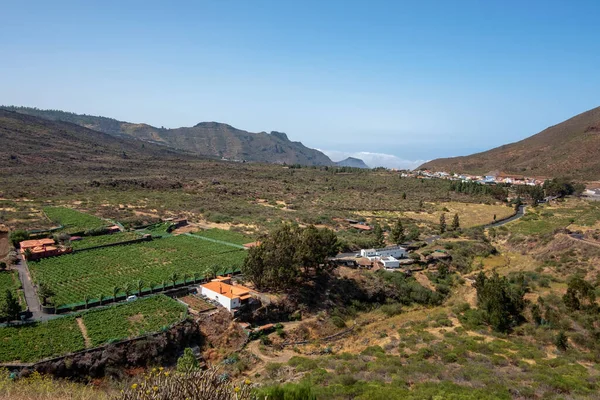 Vidéki Táj Gyümölcs Zöldséggazdaságokkal Endemikus Növényzet Santiago Del Teide Néven — Stock Fotó