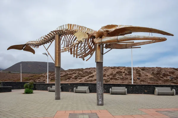 Impresionante Esqueleto Ballena Situado Orilla Del Mar Cerca Del Paseo Imagen de stock