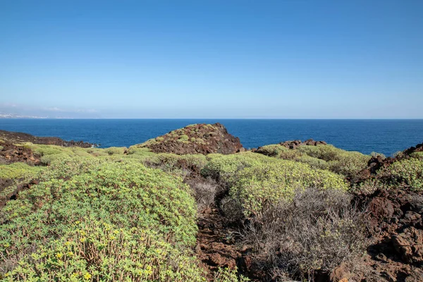 Naturaleza Salvaje Con Flora Endémica Árido Paisaje Rocoso Conocido Como — Foto de Stock