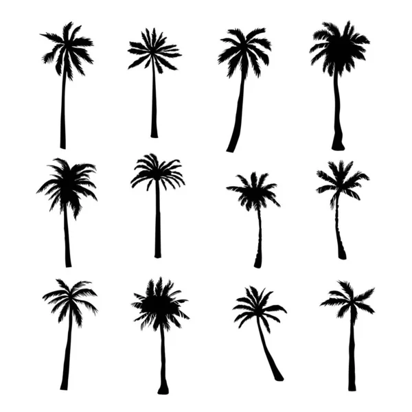 Beyaz Arka Planda Tropikal Palmiyeler Ağaçlar Oluşturun Vektör Illüstrasyonu — Stok Vektör