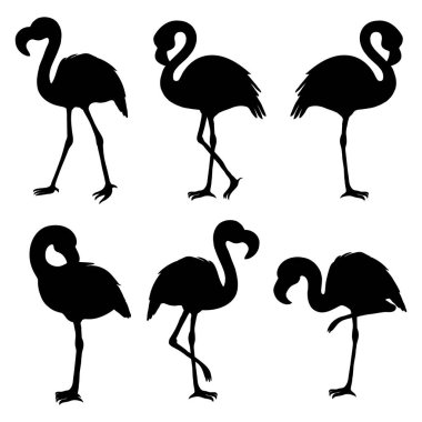 Flamingo izole edildi. Egzotik kuş. Siluet flamingo, dekoratif düz tasarım ögesi.