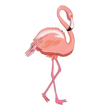 Beyaz arkaplanda izole edilmiş pembe flamingo vektör çizimi.