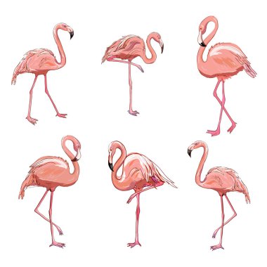 Beyaz arka planda dört pembe flamingo izole edilmiş vektör seti. Düz tasarım.