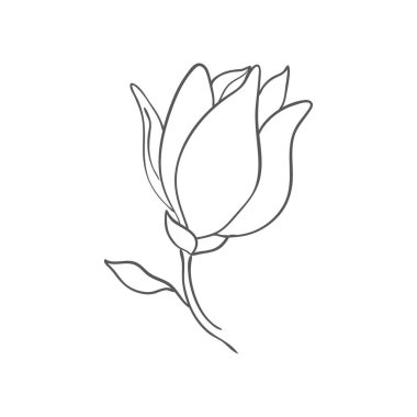 Beyaz arka planda elle çizilmiş manolya çiçeği çizimi. Vektör illüstrasyonu.