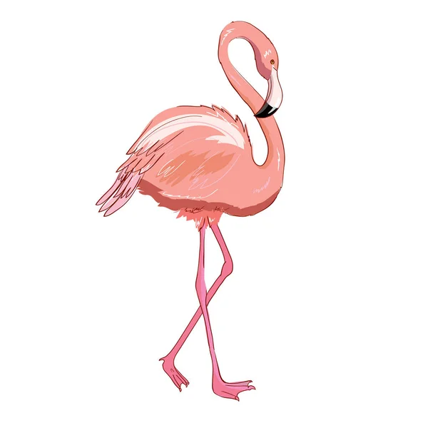 Ilustração Vetorial Flamingo Rosa Isolada Sobre Fundo Branco — Vetor de Stock