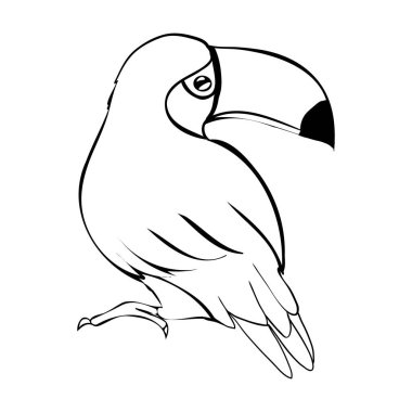 Tukan kuşunun çizimi. Beyaz arka planda siyah bir illüstrasyon. Vektör, resimleme.