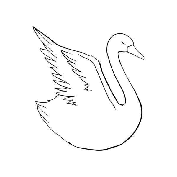 Esboço Cisne Pássaro Preto Isolado Sobre Fundo Branco Vetor Ilustrações —  Vetores de Stock