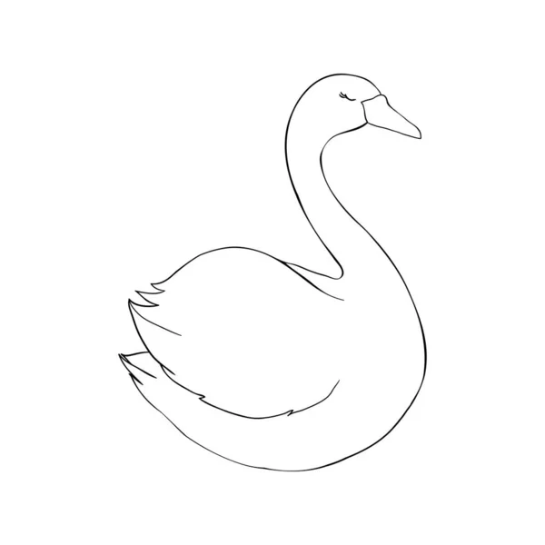 Croquis Cygne Oiseau Noir Isolé Sur Fond Blanc Illustrations Vecteur — Image vectorielle