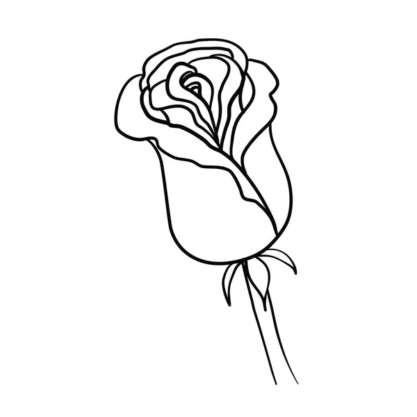 Croquis Rose Contour Noir Sur Fond Blanc Illustration Vectorielle — Image vectorielle