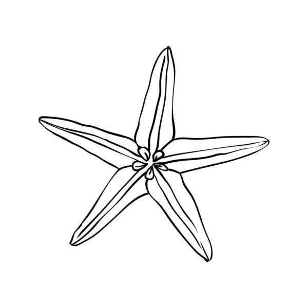 Vector Illustration Hand Drawn Scribble Seashell — Stock Vector