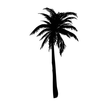 Hindistan cevizi palmiyesi silueti, palmiye ağacı çizimi, beyaz arka planda vektör yaz tabelası