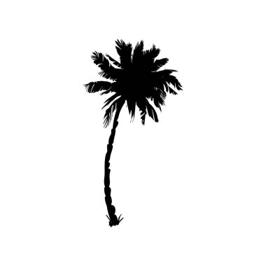 Hindistan cevizi palmiyesi silueti, palmiye ağacı çizimi, beyaz arka planda vektör yaz tabelası