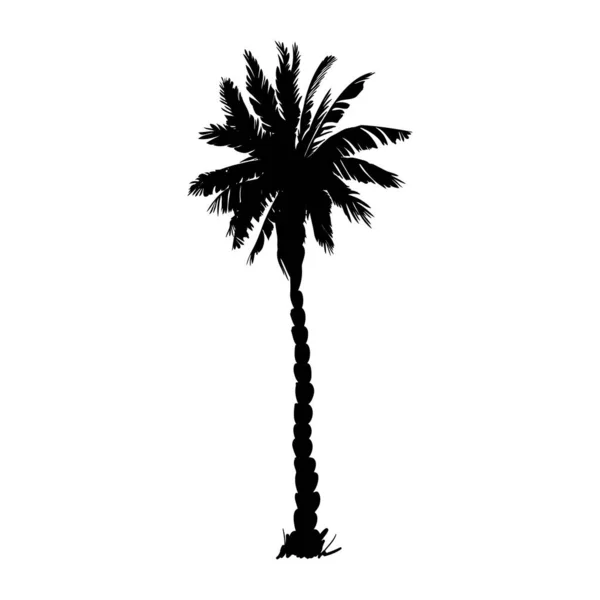 Coconut Palm Silhouette Palm Tree Illustration Vector Summer Sign White — Stock Vector
